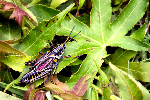 istock A black grasshopper on green leaves. 831546938