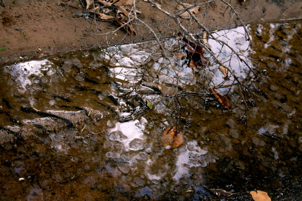 istock Water puddle with tire tracks in the mud. 831547204