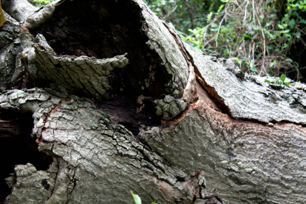 istock Bark on the outside of a rotting log. 831547334