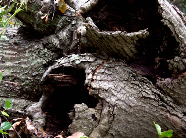 istock Bark on the outside of a rotting log. 831547338