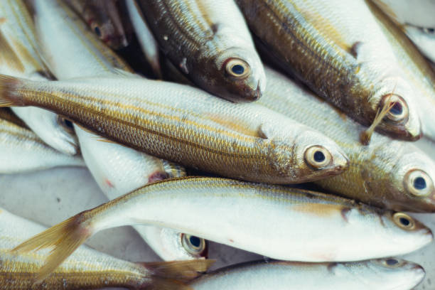 istock Fresh fish on the market 831547550
