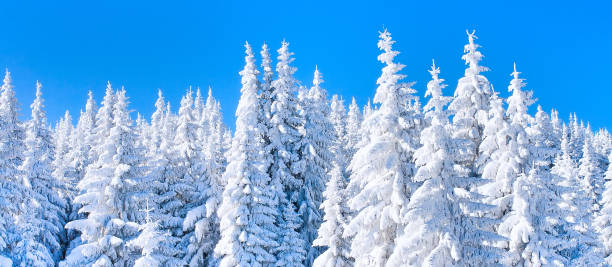 istock Vibrant winter vacation background with pine trees covered by heavy snow 831547744