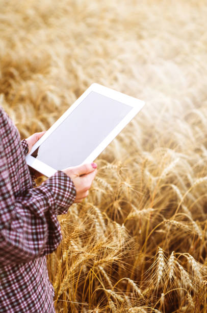 la donna contadina con il tablet pc in mano nel campo del grano - ipad farmer agronomy pc foto e immagini stock