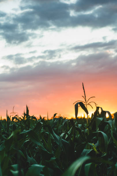 istock Corn field in sunlight. Harvest or farm concept 831548292