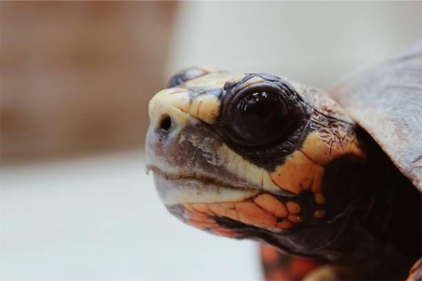 istock Close-Up of Tortoise 831550806