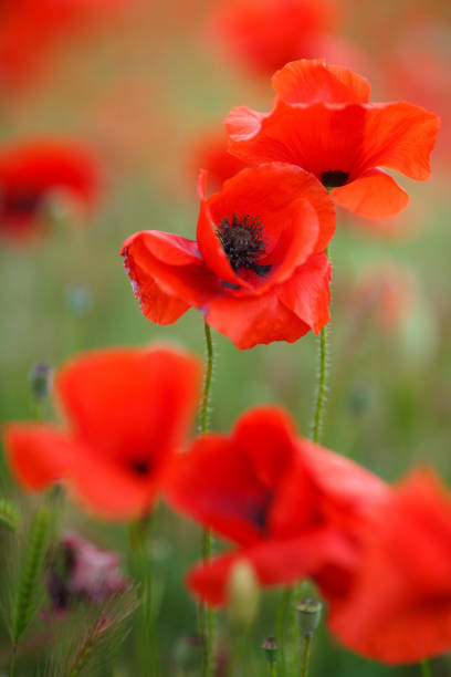 nahaufnahme von wilden mohn gegen blauen himmel - poppy flower opium poppy formal garden stock-fotos und bilder