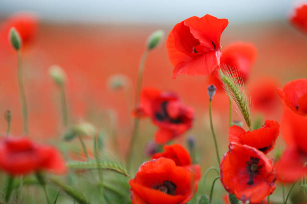 nahaufnahme von wilden mohn gegen blauen himmel - poppy flower opium poppy formal garden stock-fotos und bilder