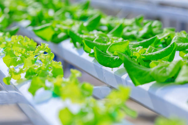 istock Vegetable garden with hydroponics farm 831554008