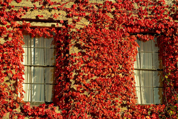 istock Climbing plant, Ivy red leaves on the building. 831554664