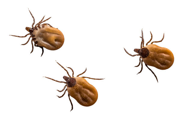 istock Ticks filled with blood crawling on white background 831554872