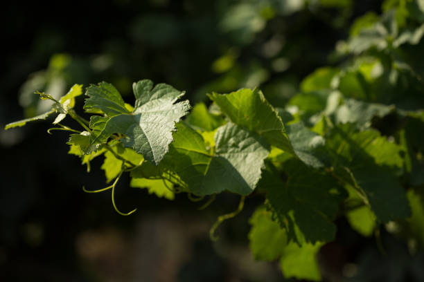 istock Vine with green leaves on a green background 831555068