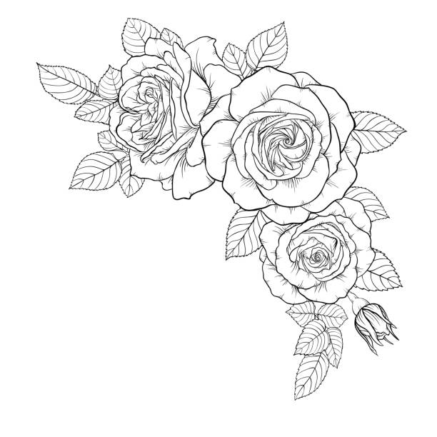 아름 다운 흑백 꽃다발 장미와 나뭇잎. 꽃 배열 배경에 고립입니다. 인사말 카드 및 초대장 결혼식, 생일, 발렌타인의 날, 어머니의 데의 휴일 디자인 - rose stock illustrations