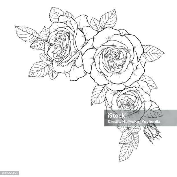 Beautiful Black And White Bouquet Rose And Leaves Floral Arrangement Isolated On Background Design Greeting Card And Invitation Of The Wedding Birthday Valentine S Day Mother S Day Holiday Stock Illustration - Download Image Now