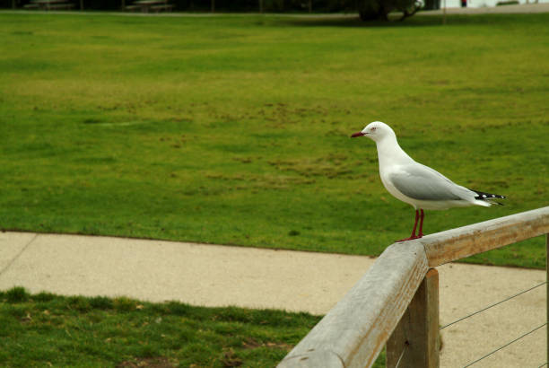 istock Seagull standing on the walkway at the field. 831555218