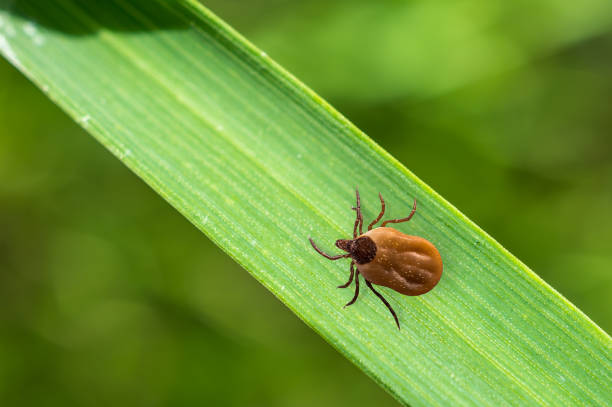 istock Tick filled with blood crawling on leaf of grass 831555354