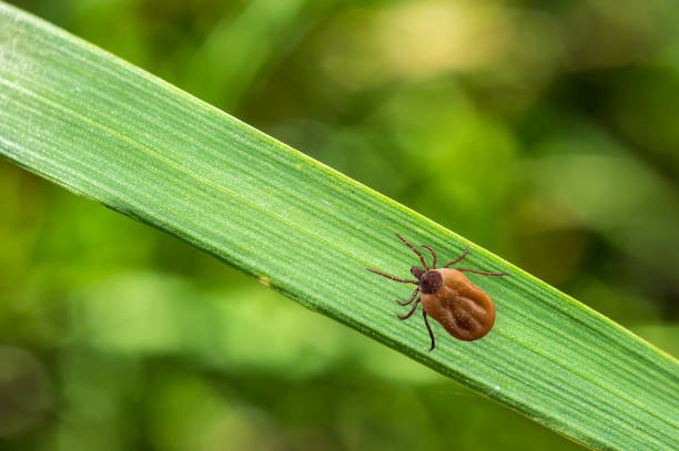 istock Tick filled with blood crawling on leaf of grass 831557554
