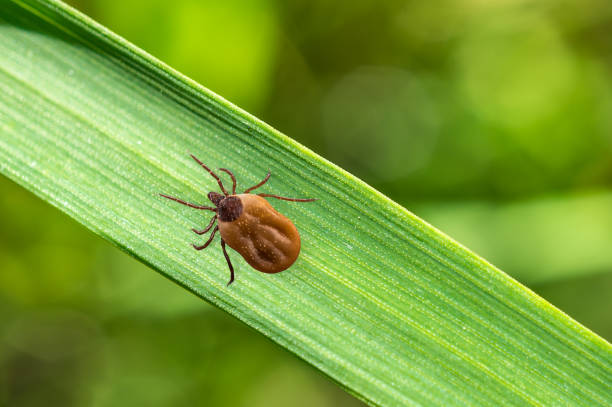 istock Tick filled with blood crawling on leaf of grass 831557758