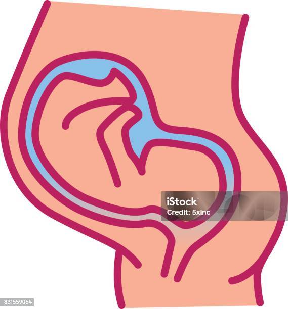 Pregnant Woman Belly With Embryo Stock Illustration - Download Image Now - Abdomen, Anatomy, Baby - Human Age