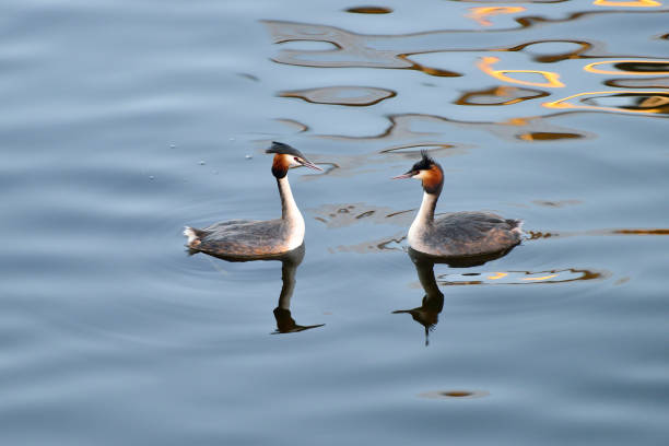 Great Crested Grebe Close-up of two great crested grebes at water. great crested grebe stock pictures, royalty-free photos & images