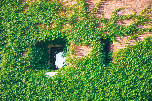 istock Old window surrounded by creeping ivy plants 831566490
