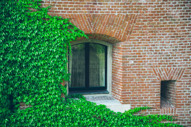 istock Old window surrounded by creeping ivy plants 831566762