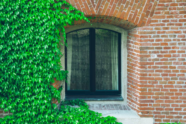 istock Old window surrounded by creeping ivy plants 831566846