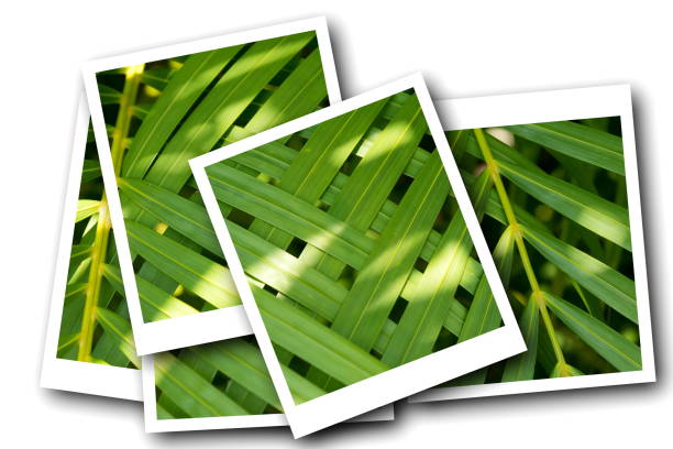 istock Collage of palm leaves isolated on white background. 831569986