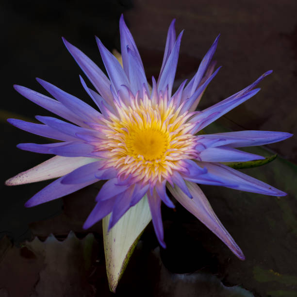 istock Nice blooming lotus flower 831570926