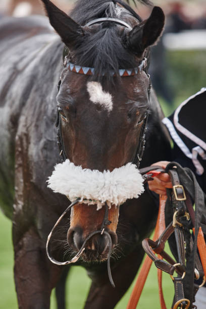 istock Race horse head after the race. Paddock area. 831574650