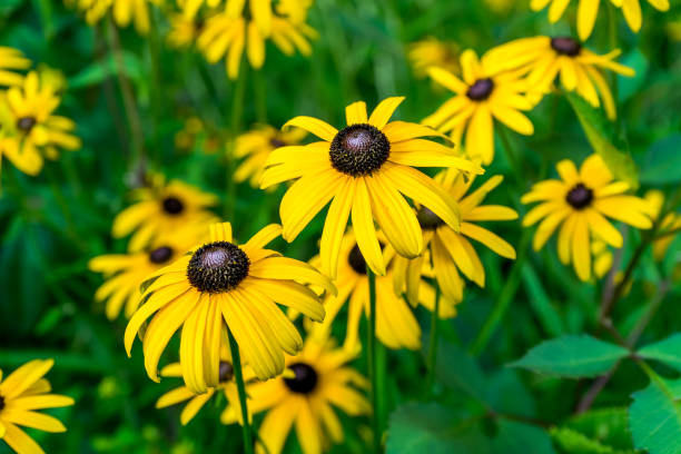 istock Wild flowers in the garden 831581784