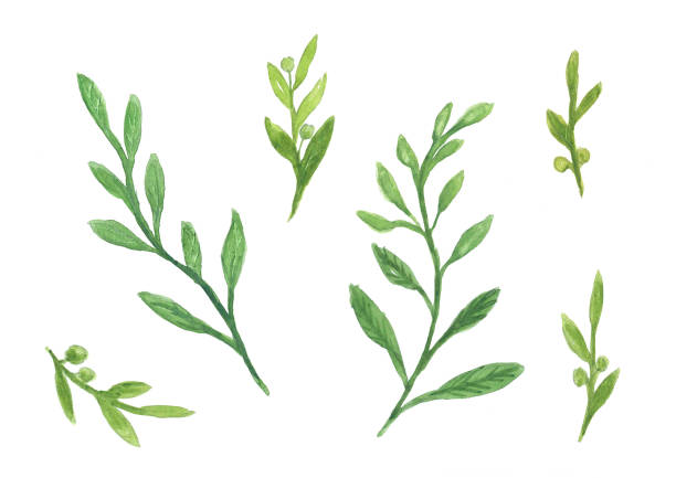 istock set of green leaf watercolor illustration 831581952