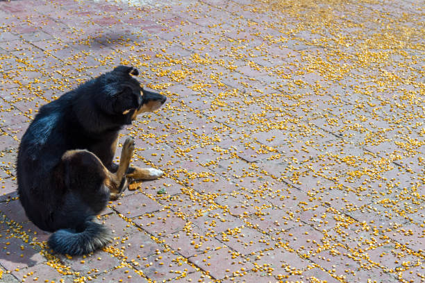 istock Black Dog on the Floor 831585770