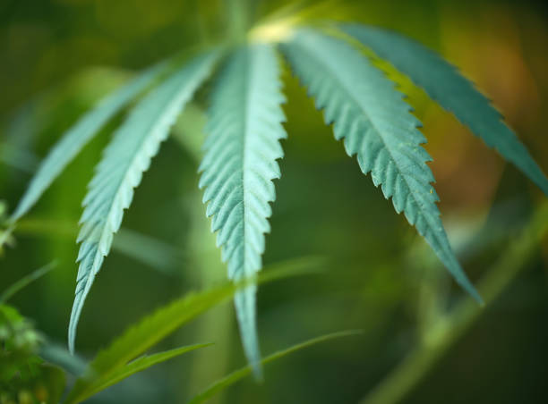 istock Close up of hemp (cannabis) growing  plant 831586608