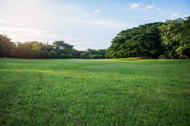 istock Lawn with green nature at sky. 831586992