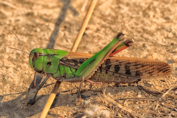 istock Brown and green locust (Locusta migratoria) 831590120