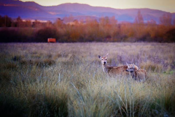 istock Deer in city Park in winter 831590614