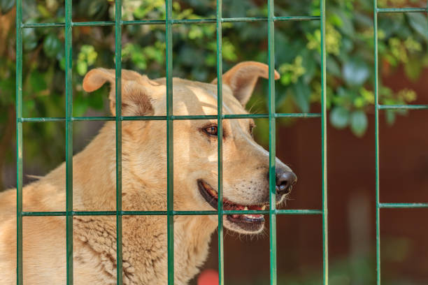 istock Beige dog behind green mesh fence 831590804