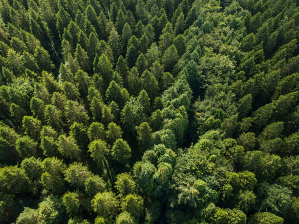 Aerial view of a pine forest, Roscommon, Ireland stock photo