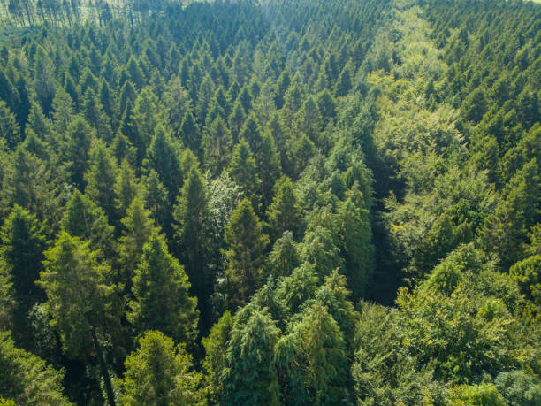 istock Aerial view of a pine forest, Roscommon, Ireland 831591164