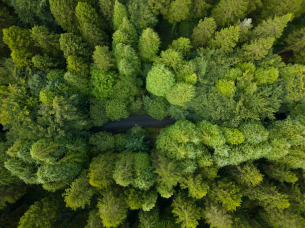 istock Aerial view of a pine forest, Roscommon, Ireland 831591436