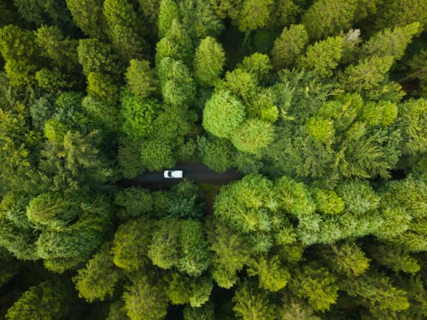 vista aerea di una pineta con un furgone bianco che attraversa un sentiero, roscommon, irlanda - green nature forest close up foto e immagini stock