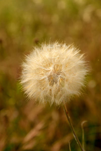 istock Dandelion seeds in field 831593764