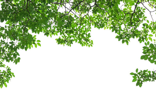 istock Green tree leaves and branches isolated on white background 831594114