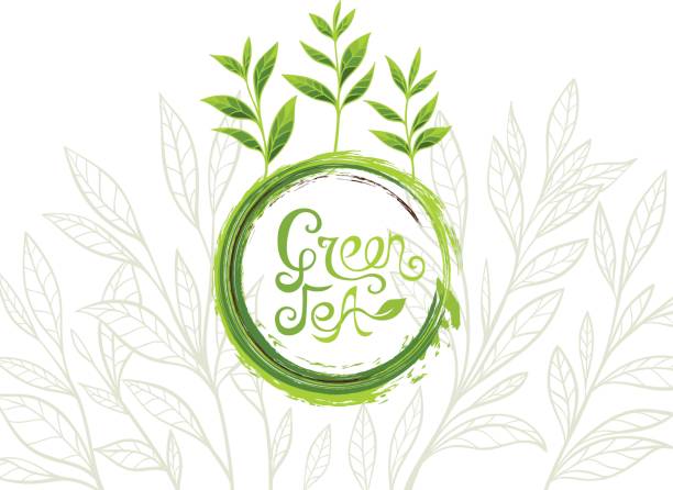 ilustraciones, imágenes clip art, dibujos animados e iconos de stock de té verde bandera con grunge tinta letras elemento de diseño y hojas de estilo del arte de línea - tea crop leaf freshness organic