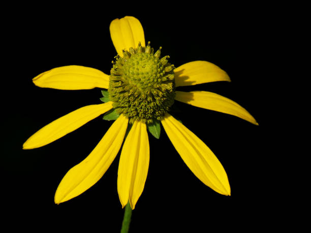 istock Coneflower, black-eyed-susan (Rudbeckia laciniata) 831598346