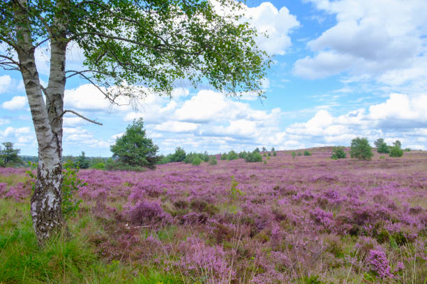istock Blossoming Heather plants in a heathland nature reserve in summer 831601206