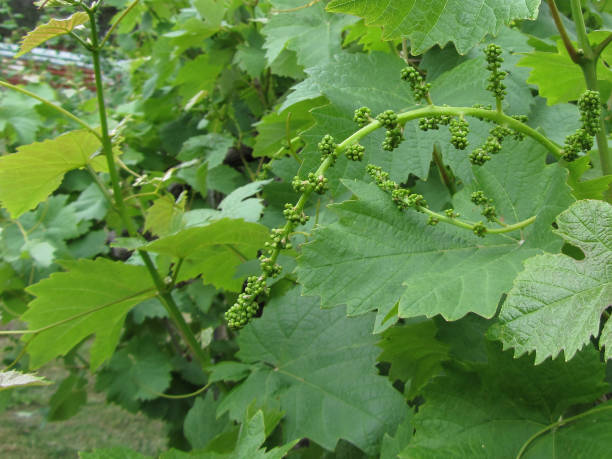 istock First buds on white mulberry tree ( Morus alba ) . Tuscany, Italy 831601294
