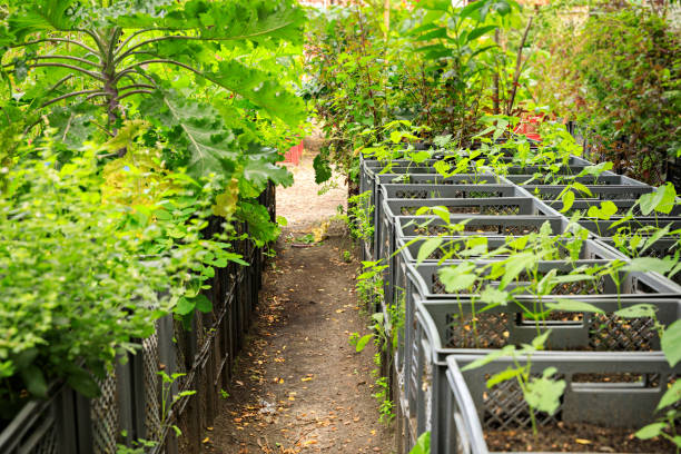 istock City life - Urban Gardening 831601408