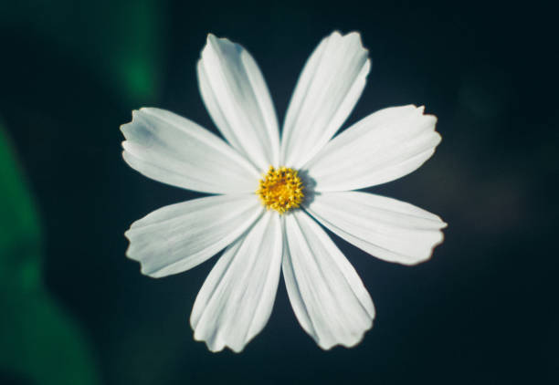 istock White cosmos flower from top close up on dark background 831601530