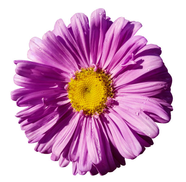 istock Flower purple Chamomile on white isolated background with clipping path. Daisy violet-yellow with droplets of water for design.  Closeup. Nature. 831604470